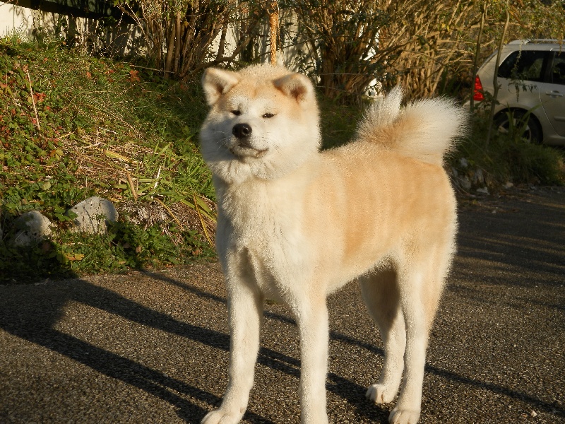 Kibou no hikari des Seigneurs d'Orient