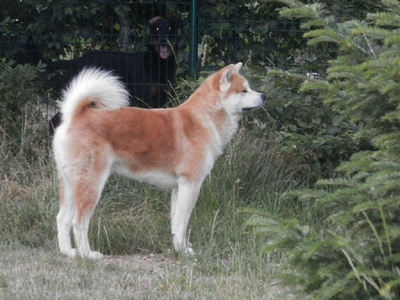 Hayate de la Pluie de Loups