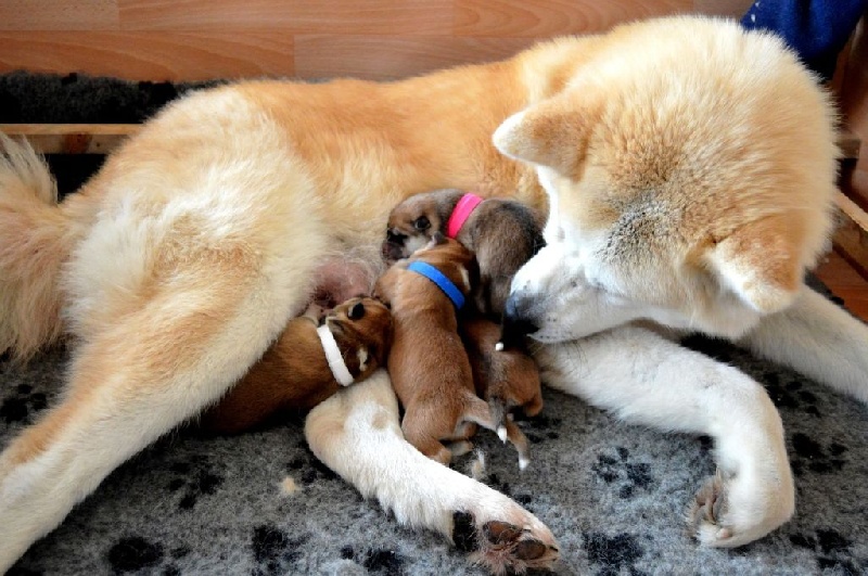 chiot Akita De La Vallée Des Diamants